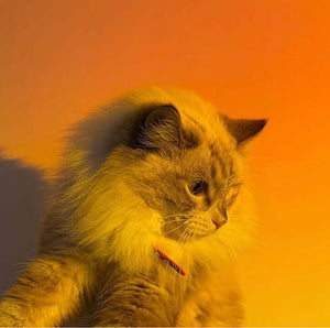 GALACTICNIGHT™ - Sunset Lamp (2022 Edition)
